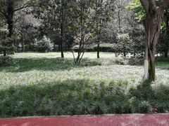 -四川大学(望江校区)