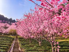 -灵光寺
