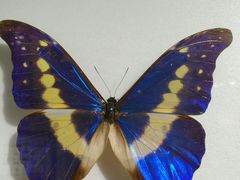 -上海昆虫博物馆