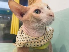 -猫在这儿猫咪咖啡馆·撸猫馆