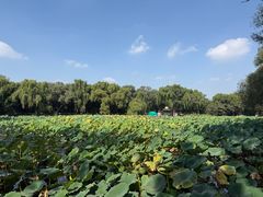 -北陵公园