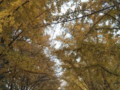 -三里屯东五街银杏大道
