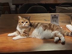 -咖法森林·咖啡  酒吧(天河店)