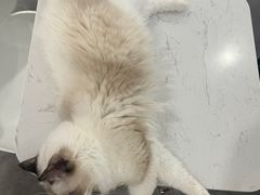 -飞行喵MR PILOT|猫舍·猫咖(静安大融城店)