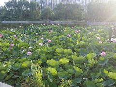 -望湖公园