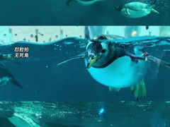 -正佳极地海洋世界