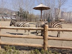 -大连森林动物园