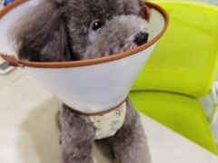 -博特宠物医院24h犬猫全科.骨科·异宠