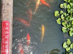 -西湖游船