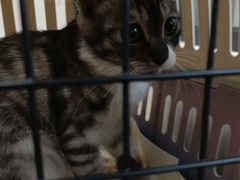 -瑞派宠物医院·犬猫全科·猫友好(宾水西道店)