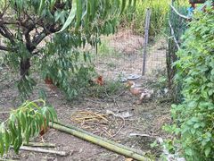 -鸣鹤古镇