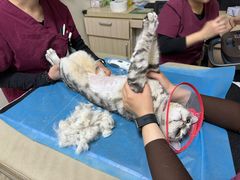 -美联众合动物医院·24h转诊中心
