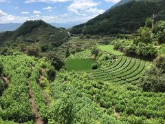 -杨家堂村