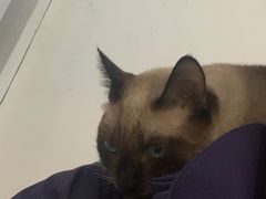 -李小姐の猫咖啡馆(五角场店)