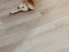 -柴迷FANS CLUB·柴犬狗咖·猫咖