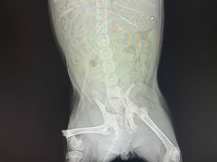 -瑞鹏宠物医院·爱宠堂·骨外专科(西荷分院)