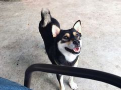 -柴犬高等学院·狗咖·柴犬售卖·宠物训练