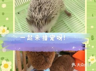 可爱小动物在这里等你呀！