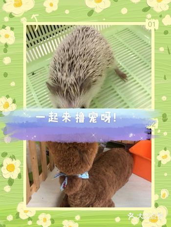 可爱小动物在这里等你呀！