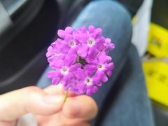 -合肥滨湖国家森林公园