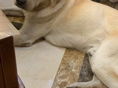 -安安宠医·安宠宠物医院