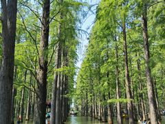 -渌洋湖湿地公园