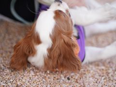 -FAELING PETS美天灵宠物(富力广场店)