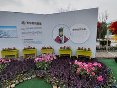 -荷兰花海