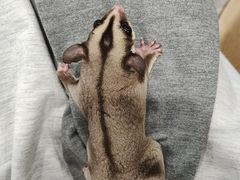 -楼上猫咖(罗湖店)
