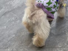 -美联众合爱康动物医院•复杂内科•肿瘤科•牙科•腔镜诊疗中心