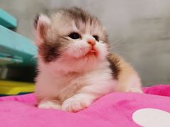 -70cat德文卷毛猫·缅因猫纯种猫舍