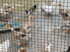 -前小桔亲子创意农场·草莓采摘·露营烧烤