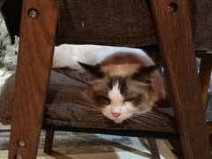 -猫色咖啡·猫咖
