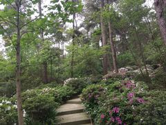 -铁山坪森林公园