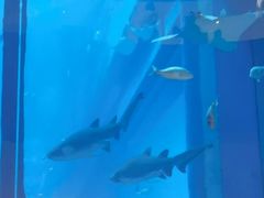 -迪拜水族馆及水下动物园