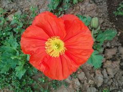 -绵阳盛世樱花悠乐谷