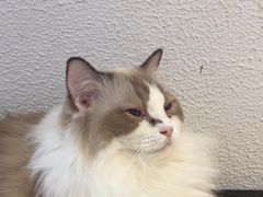 -琪喵猫屋·撸猫猫咖·猫舍