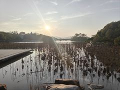 -江心屿景区