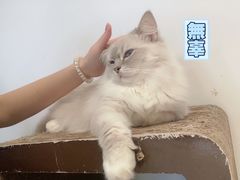 -瞄一喵猫咖(格力海岸店)