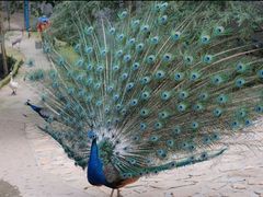 -燕塞湖鸟语林景区