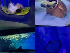 -海合安武汉极地海洋公园