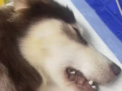 -诺比宠物医院心脏内科·泌尿肾内外科·骨科急重症