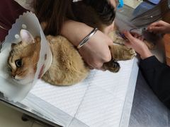 -纳吉亚猫专科动物医院博雅分院