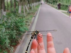 -合肥滨湖国家森林公园