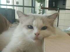 -瞄一喵猫咖(格力海岸店)