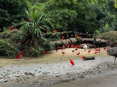 -广州长隆野生动物世界