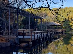 -上海滨江森林公园