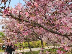 -天适樱花悠乐园