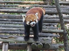 -昆明动物园