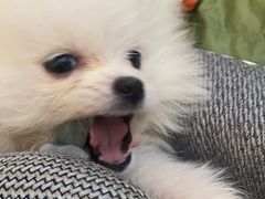 -天使宠物医院·犬猫分诊(彩虹店)